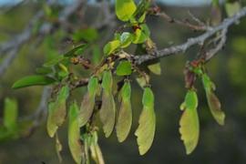   Fruits:   Phyllostylon rhamnoides ; Photo by W. Fidler, gbif.org
